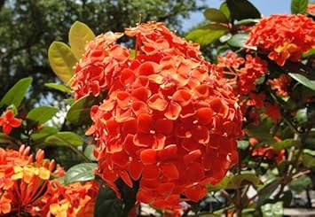 Organic Heirloom Non-GMO Orange Hydrangea Flower Seeds for Planting – Ornamental Blooms
