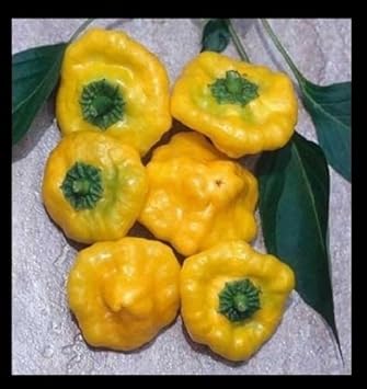 Yellow Jamaicano Seeds for Planting - Unique Vegetable 100 Pcs pcs