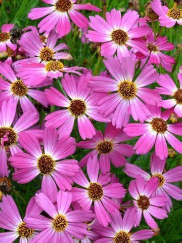 Pink Coreopsis Flower Seeds – Heirloom, Non-GMO Flower Seeds for Planting