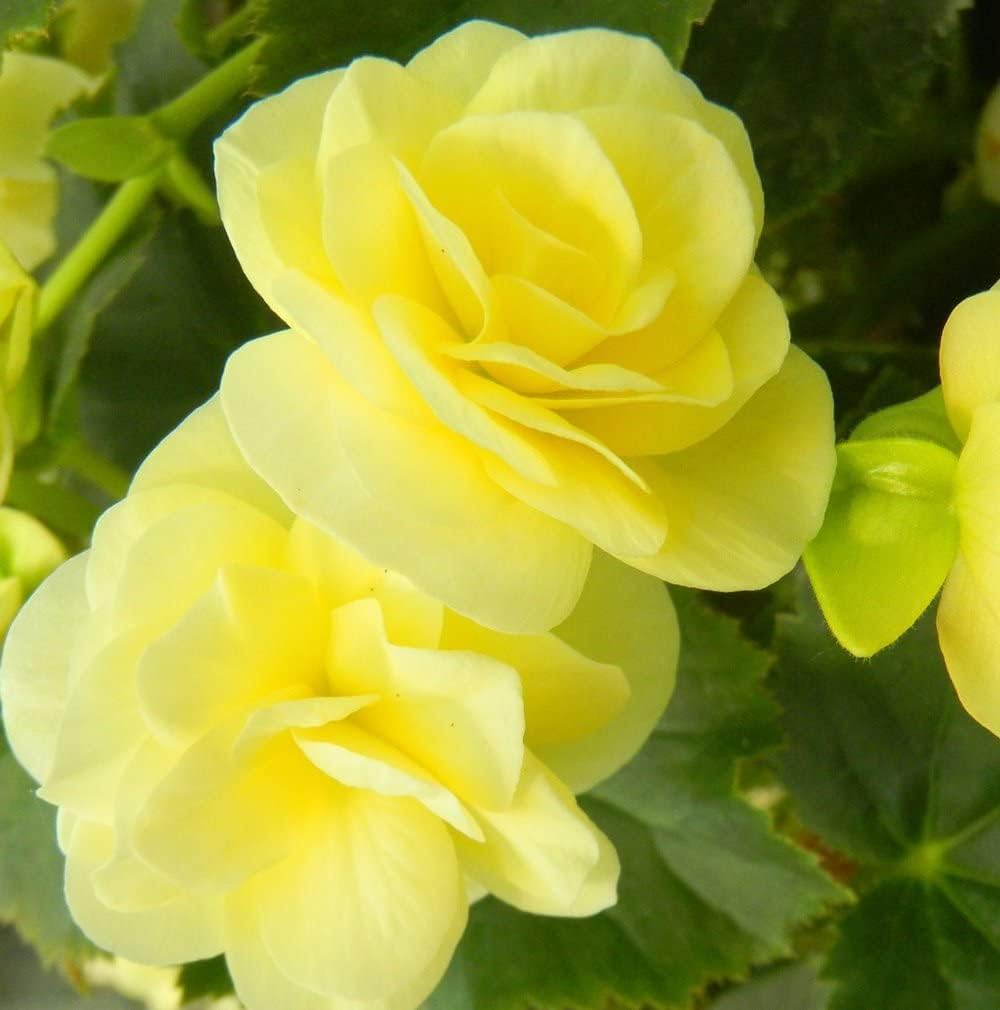 Heirloom Non-GMO Light Yellow Begonia Flower Seeds for Planting – Shade-Loving Ornamental Blooms seeds for planting in home garden