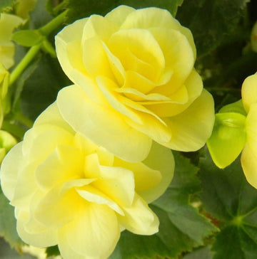 Heirloom Non-GMO Light Yellow Begonia Flower Seeds for Planting – Shade-Loving Ornamental Blooms