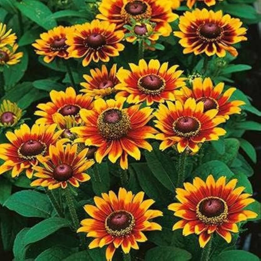 Orange Rudbeckia Flower Seeds for Planting - 100 pcs for planting in your garden.