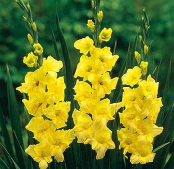 Heirloom Yellow Gladiolus Flower Seeds – Non-GMO Perennial Blooms for Planting