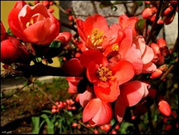 Orange Quince Flower Seeds for Planting - NON GMO Seeds