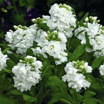 Organic White Scented Stock Flower Seeds for Planting – Heirloom, Non-GMO