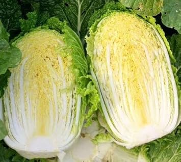 Cabbage Seeds for Planting heirloom & Non-GMO Seeds