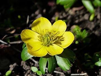 Fresh Winterling Flower Seeds for Planting - 100 pcs