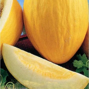 35pcs Yellow Melon Fruit Seeds - Grow Sweet Yellow Melons in Your Yard 100 Pcs pcs