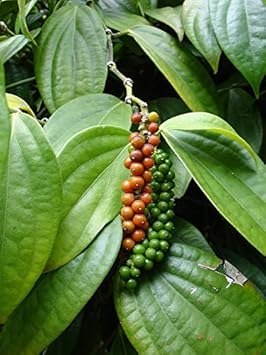 Piper Nigrum Fruit Seeds - Grow Peppercorns for Freshly Ground Spices 100 Pcs pcs