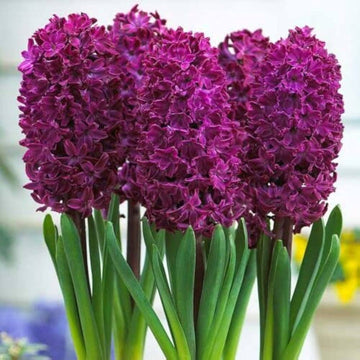 Hyacinth Flower Seeds Burgundy for Planting - 100 pcs