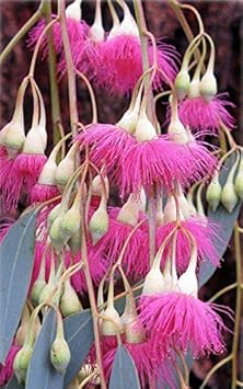 Pink Eucalyptus Sideroxylon Plant Seeds Scientific Name Placeholder for planting in home garden