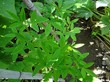 Chipilin Guatemalan Vegetable Seeds for Planting