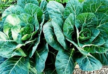 Green Collard Greens Plant Seeds for Planting NON GMO Seeds