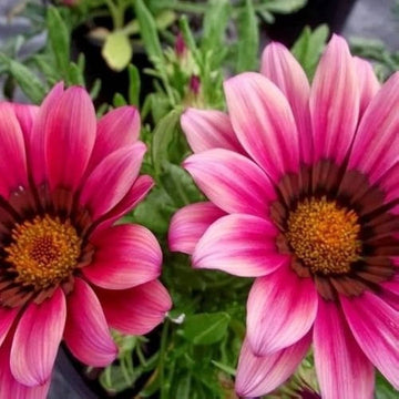 Pink Gazania Rigens Flower Seeds for Planting - NON GMO Seeds