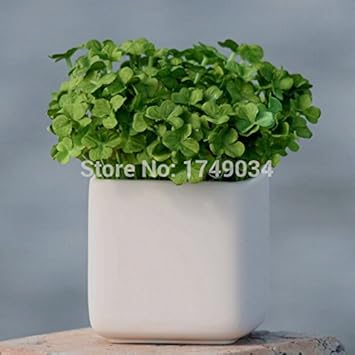 Green Clover Flower Seeds for Planting - 100 pcs