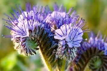 Purple Phacelia Flower Seeds for Planting 100 pcs