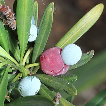 Heirloom Non-GMO Podocarpus Macrophyllus Plant Seeds for Planting