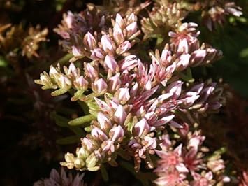 Heirloom Non-GMO Pink White Sedum Pulchellum Flower Seeds for Planting – Hardy Ground Cover Blooms