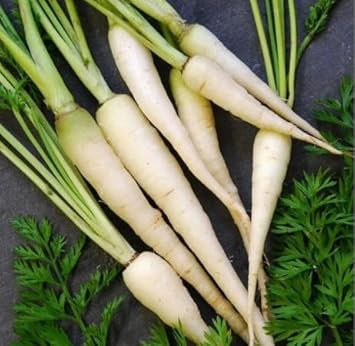 White Carrot Seeds for Planting - 100 Pcs pcs