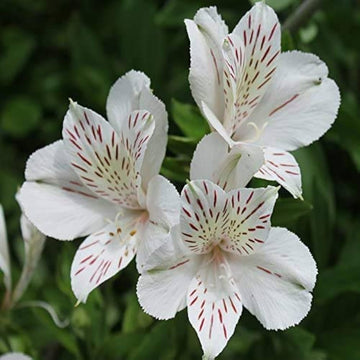 White Alstroemeria Seeds - Heirloom Non-GMO Planting Flower Seeds