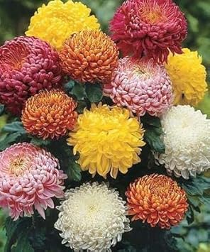 Chrysanthemum Flower Seeds for Garden Planting - NON GMO Seeds