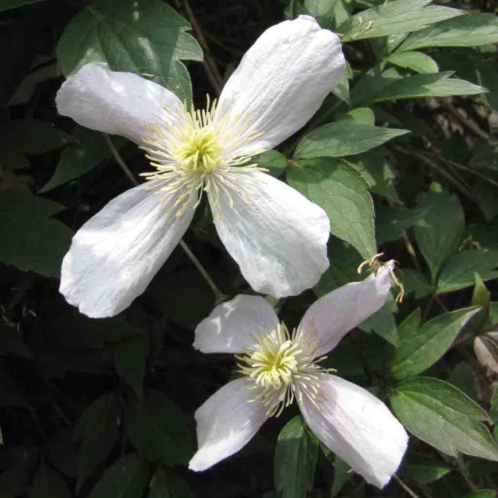 Clematis Flower Seeds White for Planting - NON GMO Seeds for planting in home garden