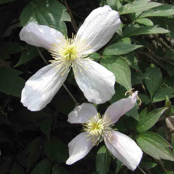 Clematis Flower Seeds White for Planting - NON GMO Seeds