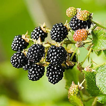Dewberry/Blackberry Planting Seeds - Non-GMO, Heirloom