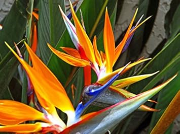 Bird of Paradise Flower Seeds for Planting, 100 Pcs pcs