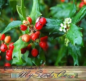 Red Ilex Opaca Plant Seeds - A Hardy and Ornamental Shrub for Your Landscape 100 Pcs pcs