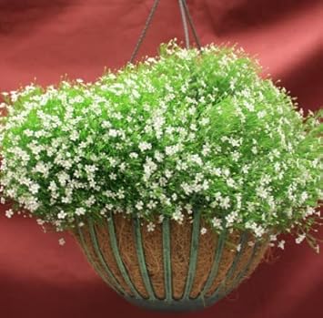 Heirloom Green Gypsophila Flower Seeds, Non-GMO Delicate Blooms for Planting