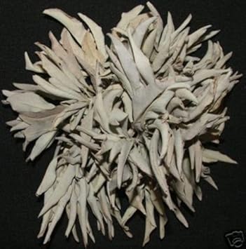 White California Sage Plant Seeds - Aromatic Shrub Seeds-Heirloom & Non-GMO Seeds for planting – Fresh Herb for Your Garden