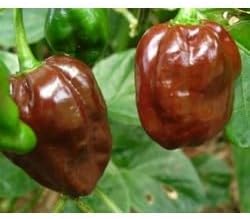 Chocolate Moruga Scorpion Pepper Seeds for Planting-Heirloom & Non-GMO Seeds for planting