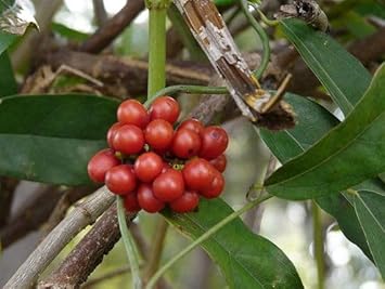 Tiliacora Fruit Seeds for Planting – 10 Seeds 100 Pcs pcs