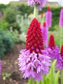 Red Purple Primula Vialii Flower Seeds for Planting - NON GMO Seeds