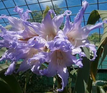 White Blue Hippeastrum Rutilum Flower Seeds – Heirloom Non-GMO Amaryllis Blooms for Exotic Gardens