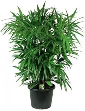 Green Rhapis Palm Plant Seeds for Indoor and Tropical Gardens Scientific Name Placeholder for planting in home garden