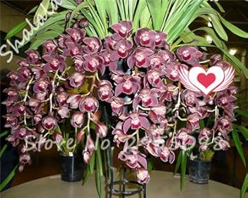 Organic Red Cymbidium Flower Seeds for Planting – Heirloom, Non-GMO