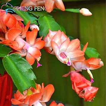 Purple Schlumbergera Flower Seeds for Planting - 100 Pcs pcs