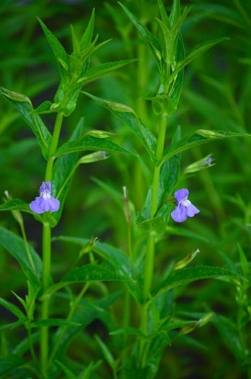 Heirloom Non-GMO Mimulus Ringens Flower Seeds for Planting – Hardy Wetland Perennial Blooms