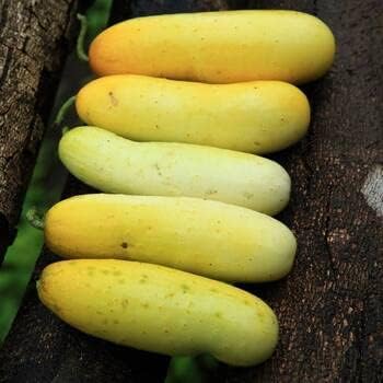 Yellow Cucumber Seeds for Planting - Fresh Vegetable heirloom & Non GMO Seeds
