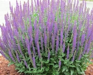 Purple Hyssop Plant Seeds for Aromatic and Medicinal Garden Use – Fresh Herb for Your Garden