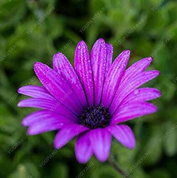 Violet Rigens Flower Seeds for Planting – Organic, Heirloom, Non-GMO Garden Bloom Seeds