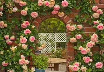 Peach Climbing Rose Plant Seeds Non-GMO Heirloom Garden Seeds for Planting Beautiful Flowers