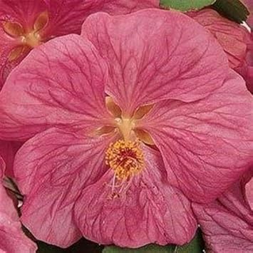 Abutilon Bella Flower Seeds for Planting, NON GMO Seeds