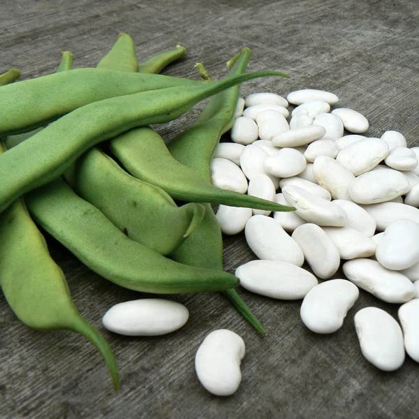 White Mogette Bean Phaseolus vulgaris seeds for garden planting