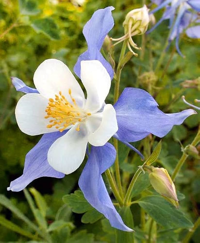 Heirloom Non-GMO Sky Blue Columbine Flower Seeds for Planting – Elegant Perennial Garden Seeds - Non-GMO for planting in home garden