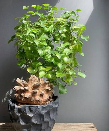 Heirloom Non-GMO Dioscorea Plant Seeds for Planting – Edible Tropical Tuber Seeds