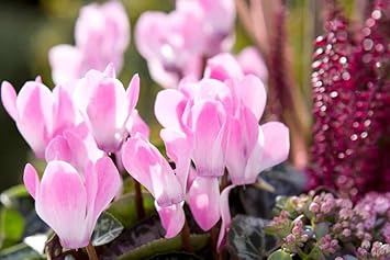 Baby Pink Cyclamen Seeds for Planting – Organic, Heirloom, Non-GMO Flower Seeds