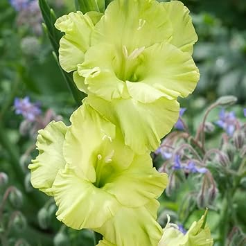 Non-GMO Perennial Gladiolus Green Flower Seeds for Garden Planting – Long-Lasting Blooms